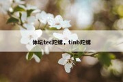 体坛tec陀螺，tinb陀螺