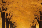 生辰八字10月26日，10月26日出生的人好吗