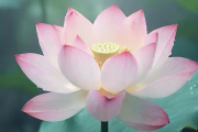 周易取名网生辰八字免费测名打分，周易在线取名免费测试打分