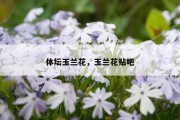 体坛玉兰花，玉兰花贴吧