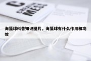 海藻球科普知识图片，海藻球有什么作用和功效