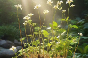 生辰八字查花根，八字中哪个花根最好