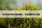 羽毛球常识知识普及图片，羽毛球知识大全集