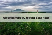 多肉橄榄球玫瑰知识，橄榄玫瑰多肉几月苏醒