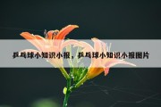 乒乓球小知识小报，乒乓球小知识小报图片